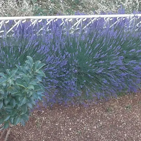 דירה Marijana טרוגיר